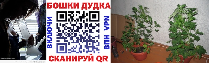 как найти наркотики  omg зеркало  Шишки марихуана планчик  Харовск 